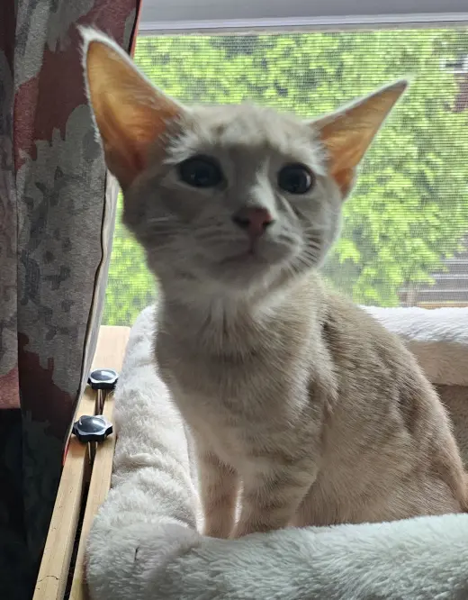 Mario, Willow Grove Area, (FCID 08/11/2026-121)