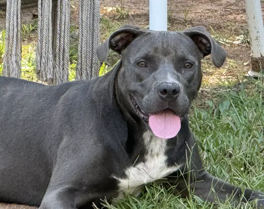 Fireheart Desperately needs Foster/Adopter