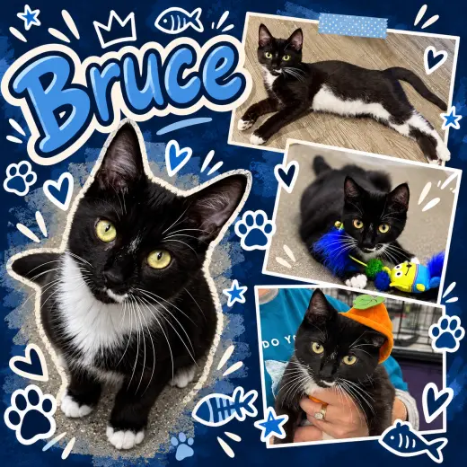 Bruce (FCID# 06/09/2026 - 39 Middletown PS) DC