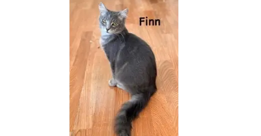 Finn