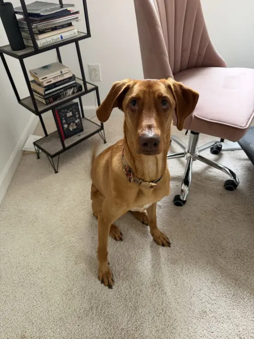 Bella-Roo