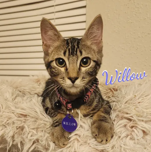 Willow #attic-bunch