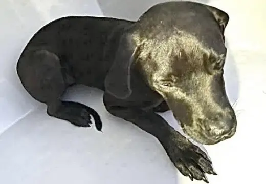 ONYX