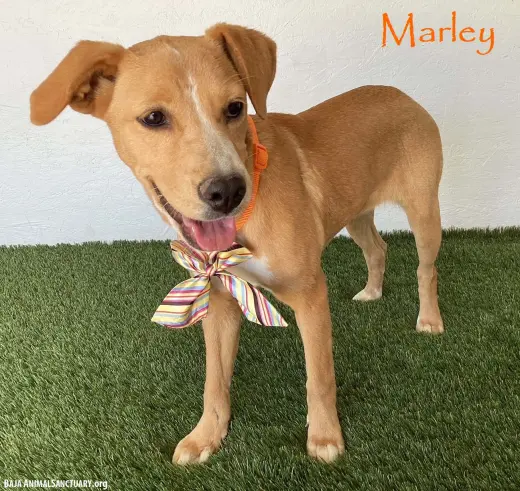 Marley