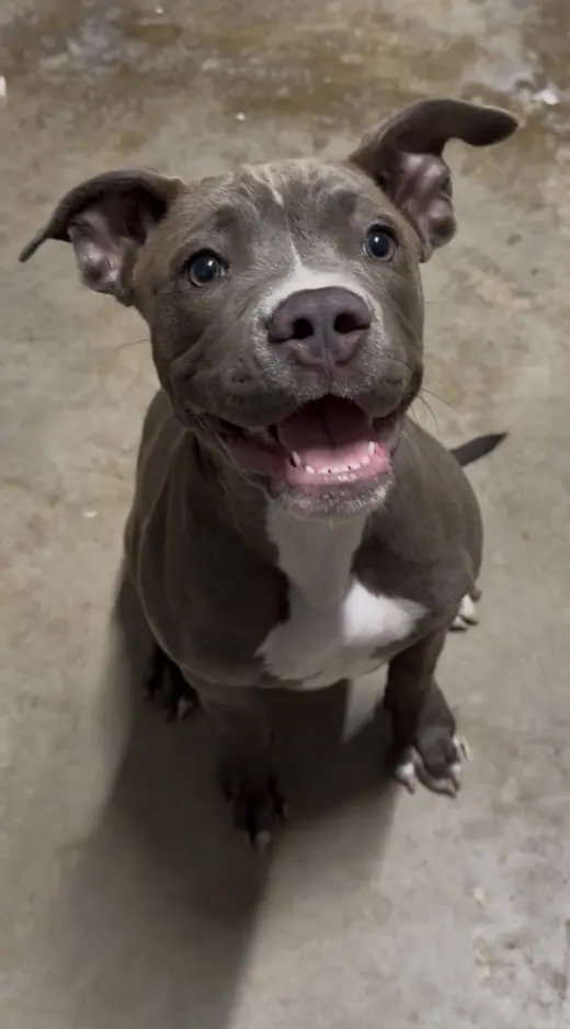 Stella