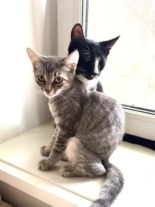 Cesar and Pepper