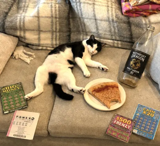 Domino