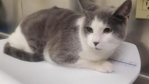 SAMMY (RESCUE ONLY)