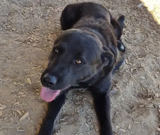 BRUNO