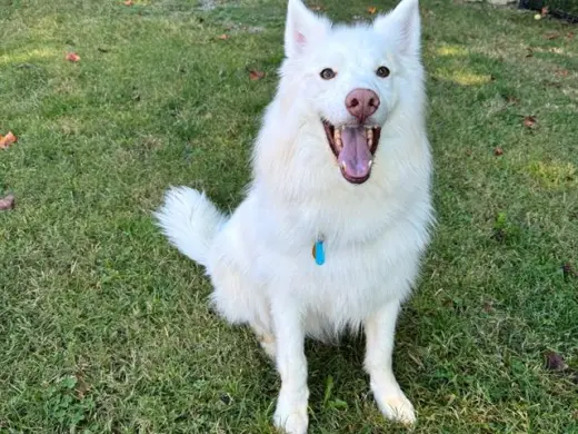 KAI