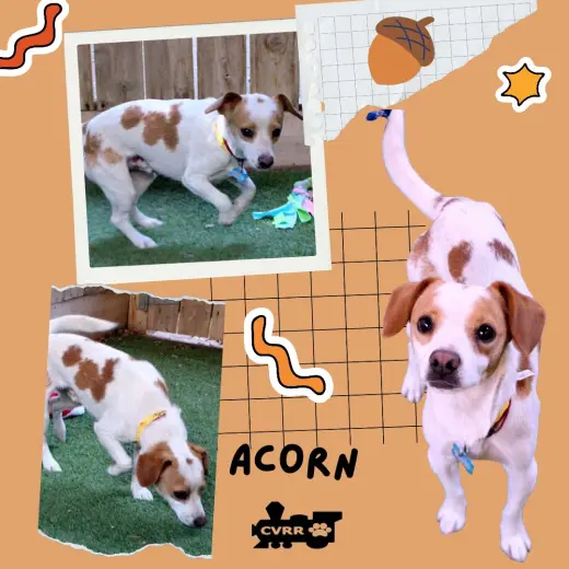 Acorn