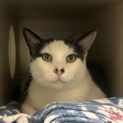 LEO