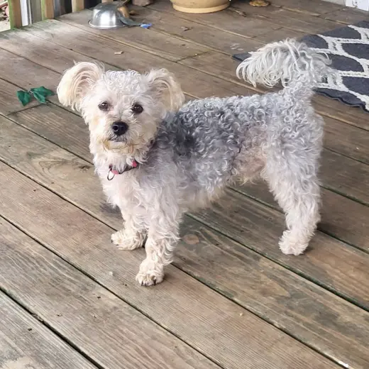 Paxton