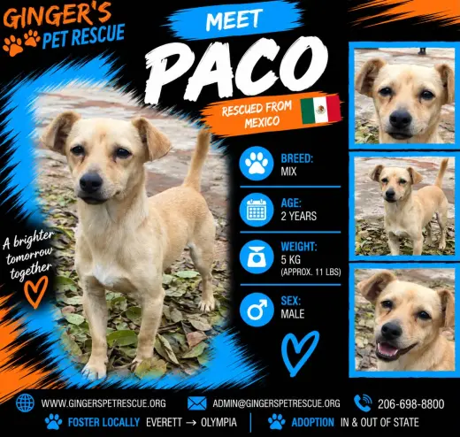 Paco From Mexico