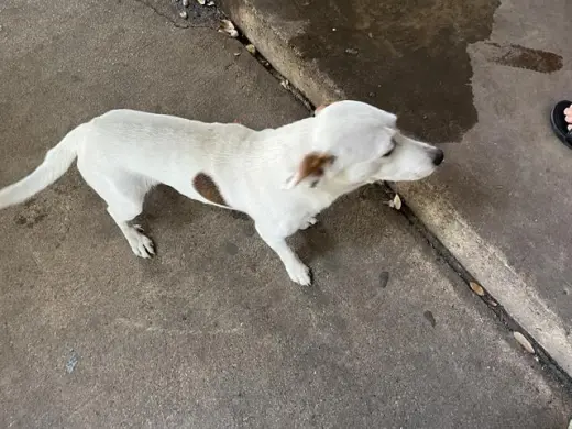 DRAKO
