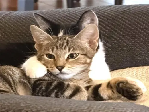 *KIPPER