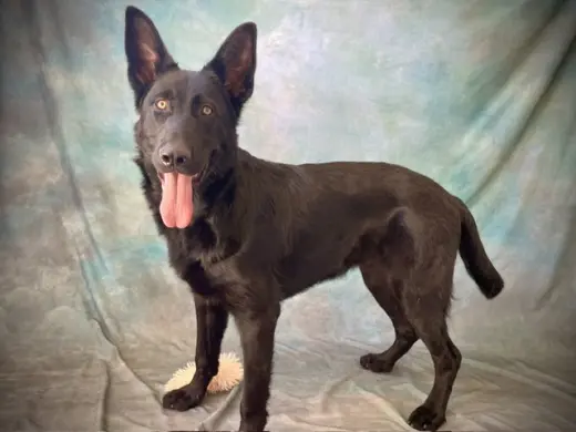 BRUCE