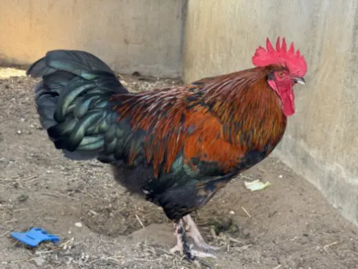 RHODE ISLAND RED