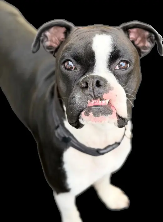Cooper *Needs Foster*