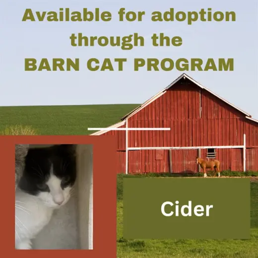 CIDER