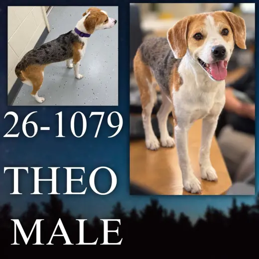 Theo