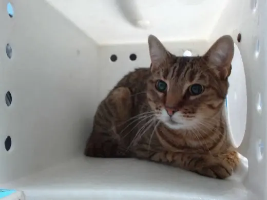 TIGGER