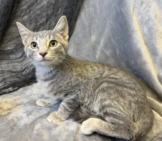 TINO
