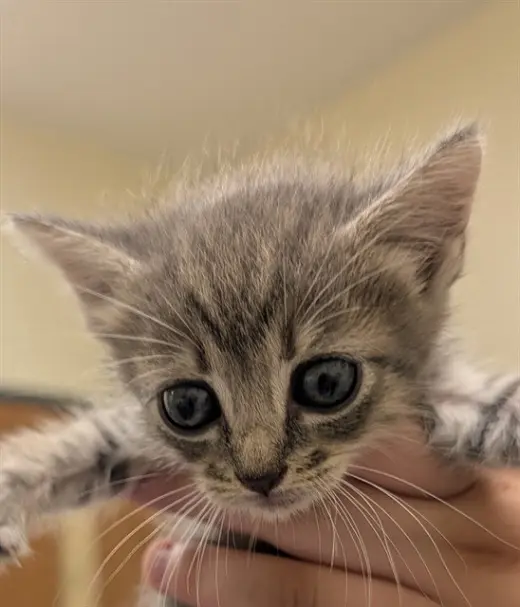 TIA