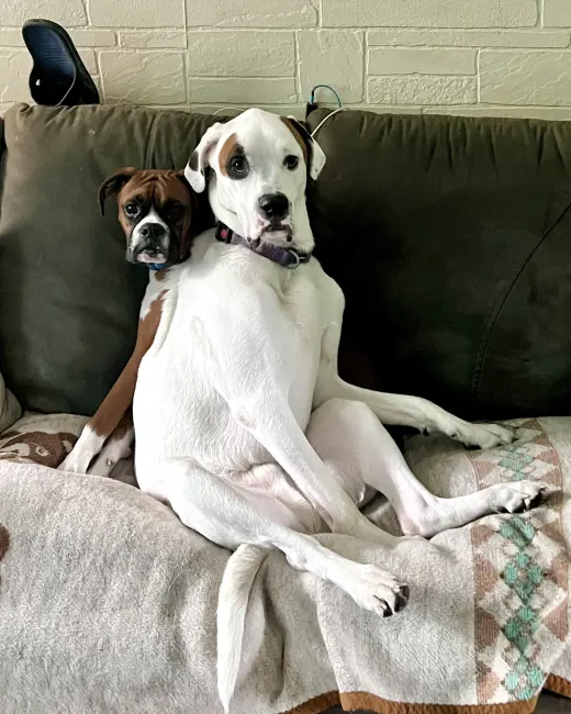 Ghost & Sammy