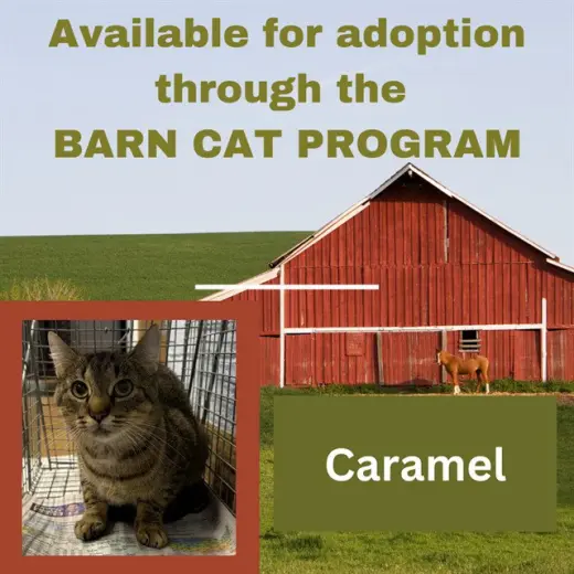 CARAMEL