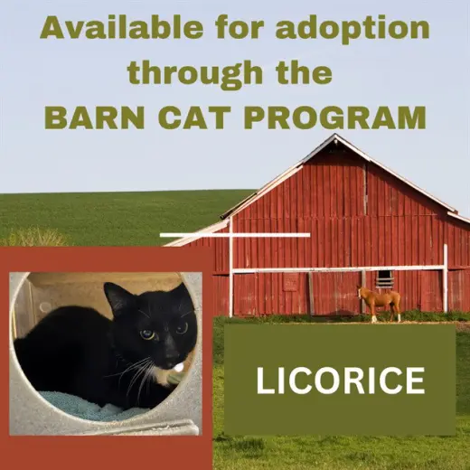 LICORICE