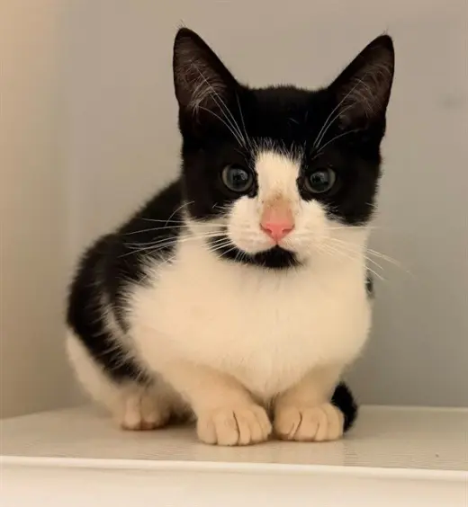 SYLVESTER