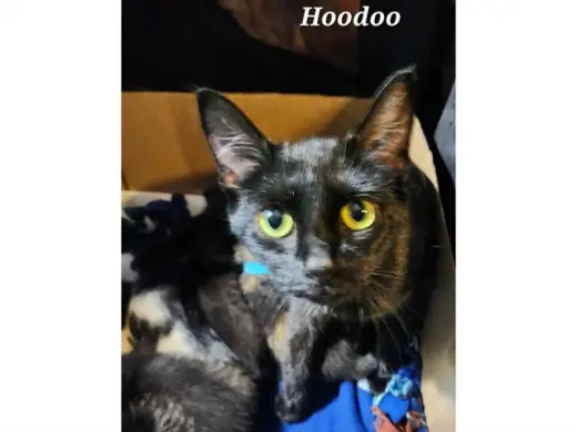 HOODOO