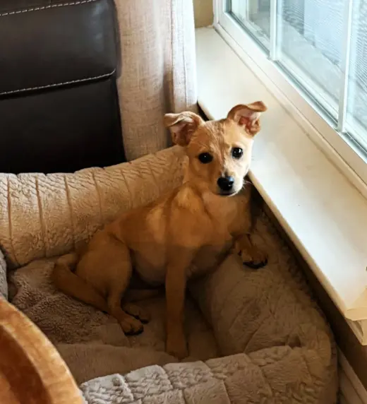 Nellie