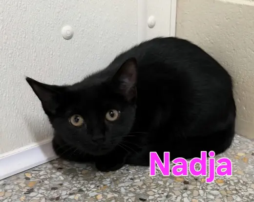 Nadja (Available 10/30/26)