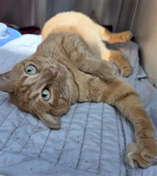 *GINGER