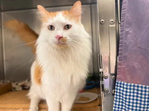 SIR FLUFFINGTON