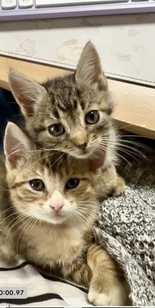Belly & Yola-Bonded Pair