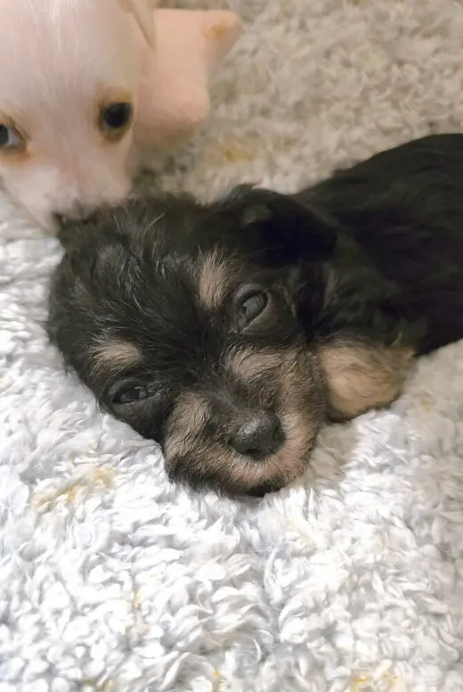 Dab