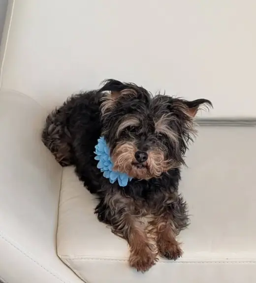 Tuti