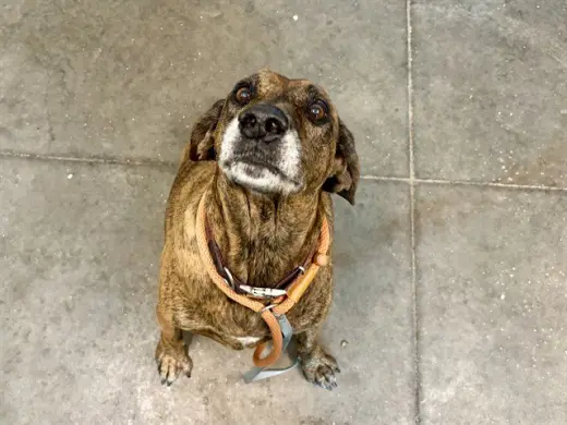 RITA