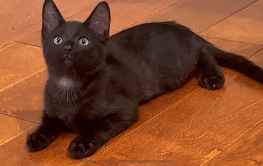 Kitten Pumpkaboo