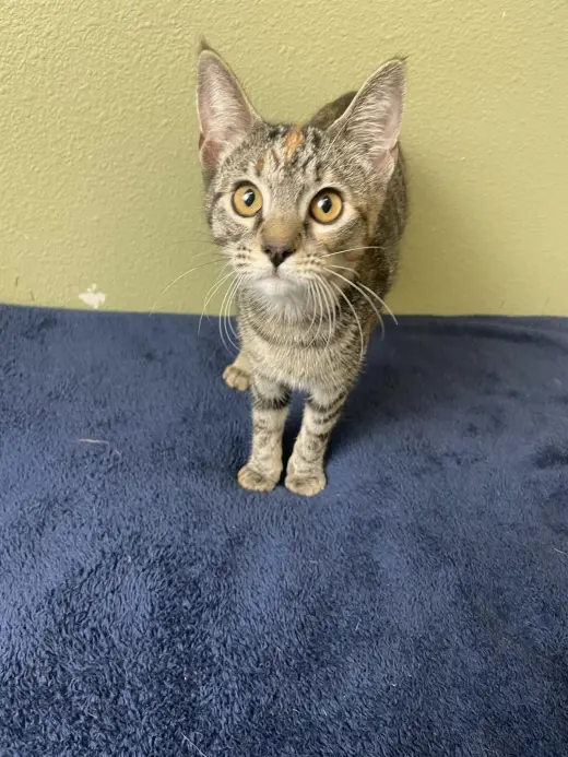 Bon Bon-In Foster