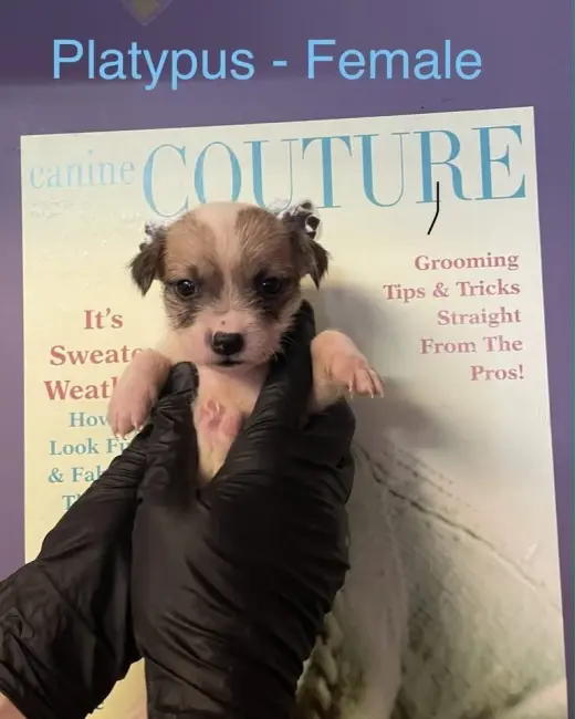 Platypus