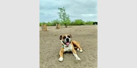 Lucky IV