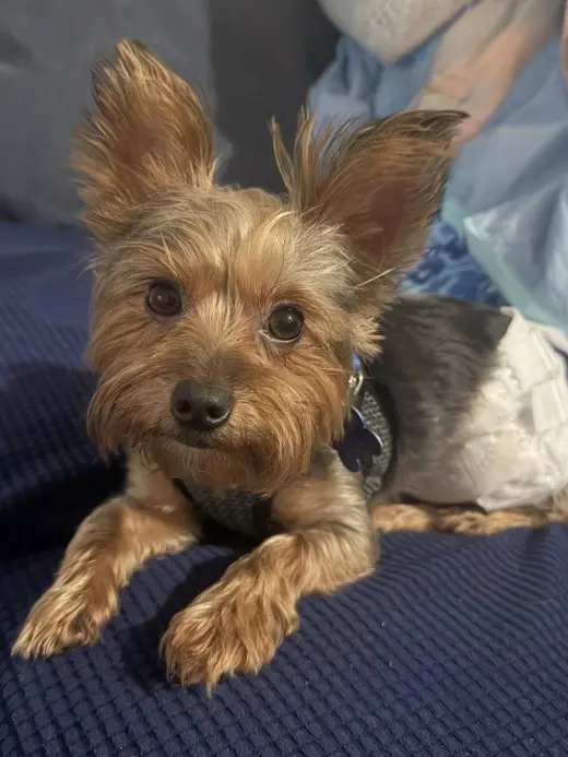 Bentley  Boy