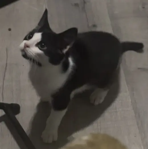 Moo