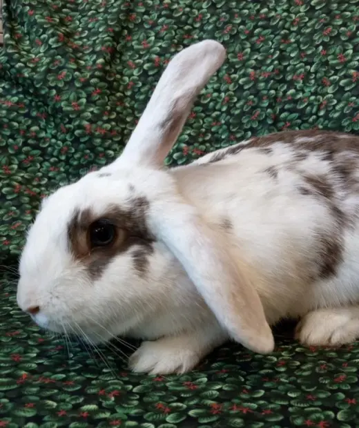 DOTTIE
