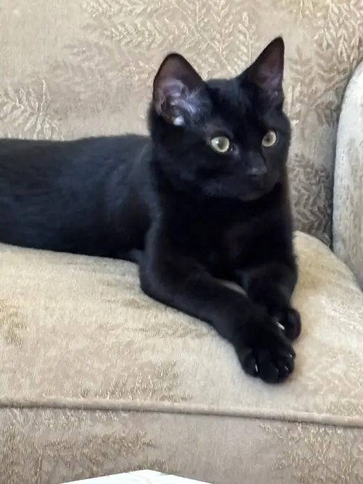 Ollie