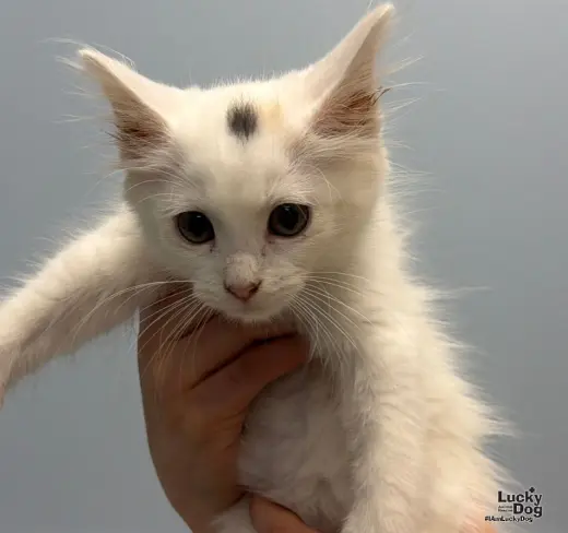 Cloud